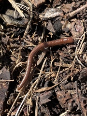 Parajulidae