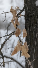 Smilax lasioneura