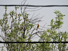 Icterus bullockii