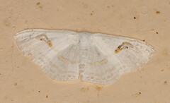 Problepsis digammata