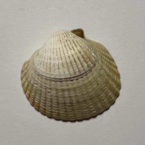Common Cockle