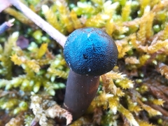 Tolypocladium capitatum