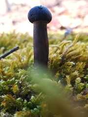 Tolypocladium capitatum