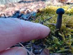 Tolypocladium capitatum