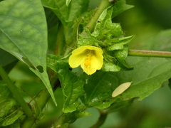 Malachra alceifolia