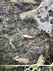 Parcoblatta virginica