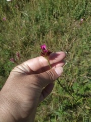 Dianthus capitatus