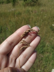 Poa