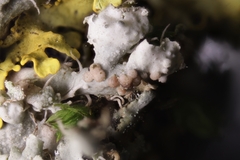 Zyzygomyces physciacearum