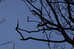 Sitta europaea caesia