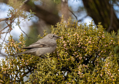 Phoradendron juniperinum