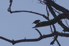 Sitta europaea caesia