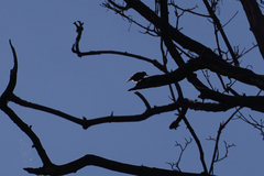 Sitta europaea caesia