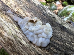 Auricularia mesenterica