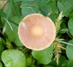Galerina graminea