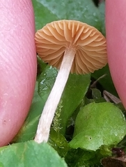 Galerina graminea