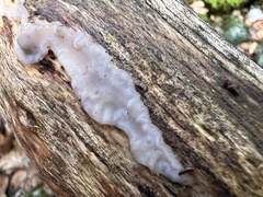 Auricularia mesenterica