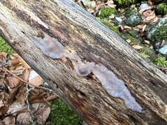 Auricularia mesenterica