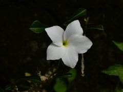 Plumeria alba