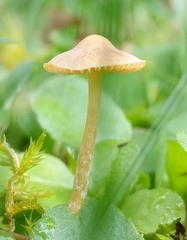 Galerina graminea
