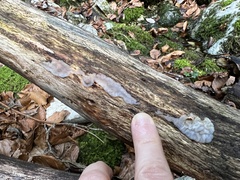 Auricularia mesenterica