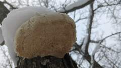 Pseudospongipellis unicolor