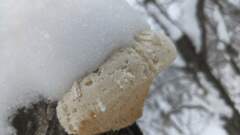 Pseudospongipellis unicolor