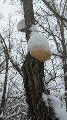 Pseudospongipellis unicolor