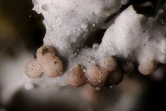 Zyzygomyces physciacearum