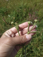 Centaurea salonitana