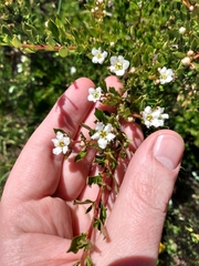 Escallonia virgata