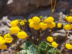 Calceolaria filicaulis