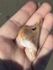 Pteria colymbus