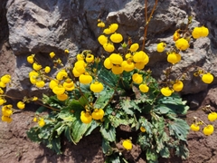Calceolaria filicaulis