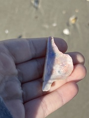 Pteria colymbus