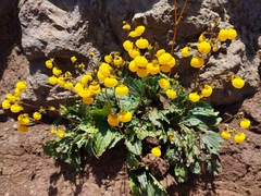 Calceolaria filicaulis