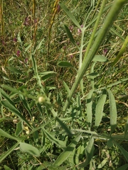Centaurea salonitana