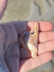 Pteria colymbus
