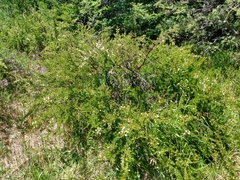 Escallonia virgata