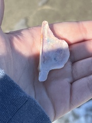 Pteria colymbus