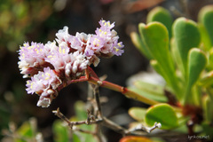 Limonium pectinatum