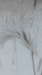 Elymus