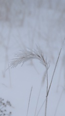 Elymus