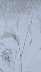 Elymus