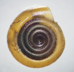 Bathyomphalus contortus