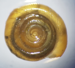 Bathyomphalus contortus