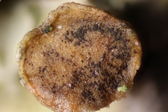 Xanthoriicola physciae