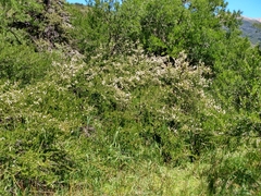 Escallonia virgata