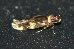 Oegoconia novimundi