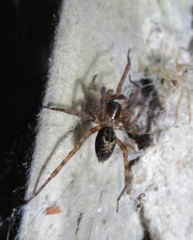 Amaurobius
